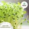 Toraf Flavor Symphony σετ σπόρων - 12 συσκευασίες