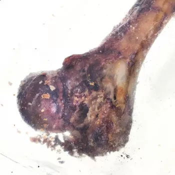 PETMEX Κόκαλο ζαμπόν - Σνακ μάσησης για σκύλους - 1 τεμ.