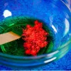 Liscianigiochi Science Kit Crazy Science Slime Chameleon 304-PL89246 – εκπαιδευτικό σετ πειραμάτων λάσπης