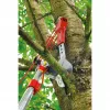 Κλαδευτήρι δέντρων WOLF-Garten RC-VM ANVIL PROFI
