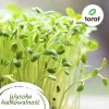 Toraf σετ σπόρων ντομάτας Eden – 8 συσκευασίες