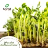 Toraf Summer Flavors σετ σπόρων - 7 συσκευασίες
