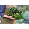 Σπόροι λαχανικών Lettuce Chicory Palla Rossa 3 Toraf, Συσκευασία 5g