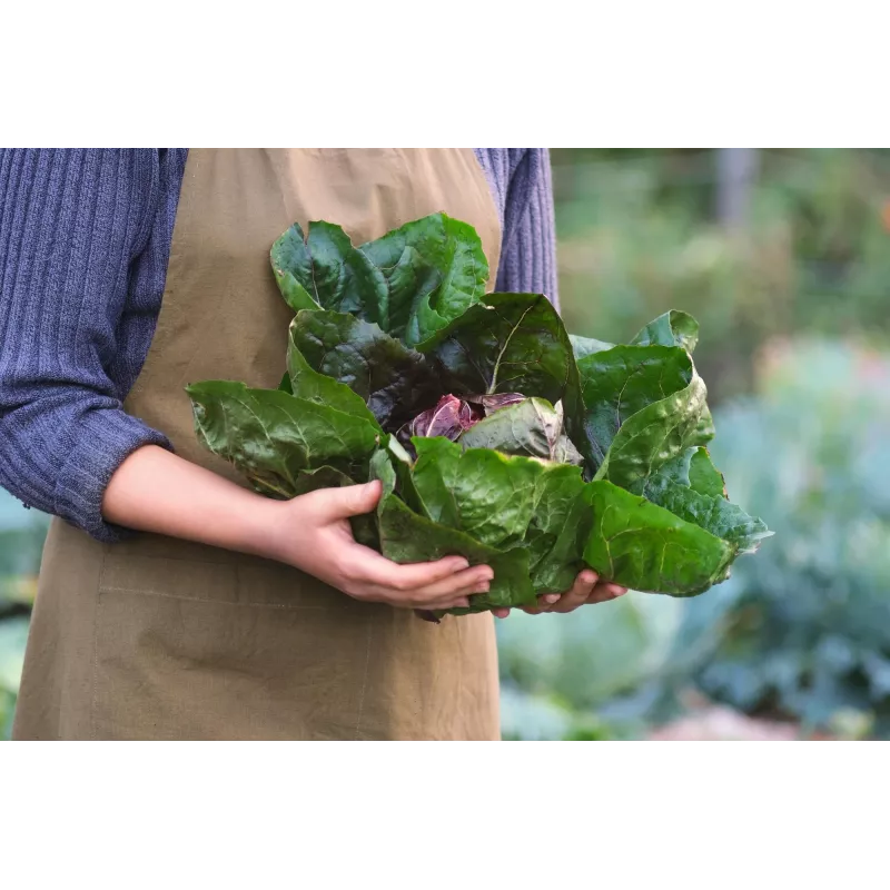 Σπόροι λαχανικών Lettuce Chicory Palla Rossa 3 Toraf, Συσκευασία 5g