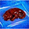 Liscianigiochi Science Kit Crazy Science Slime Chameleon 304-PL89246 – εκπαιδευτικό σετ πειραμάτων λάσπης