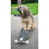 Longboard Muuwmi Lights GLOW ABEC 7 με φωτεινούς τροχούς, μαύρο/πράσινο