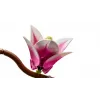 LEGO BOTANICALS 11510 Κλαδιά μανόλιας