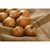 Σπόροι λαχανικών Wolska Onion Toraf, Συσκευασία 5g
