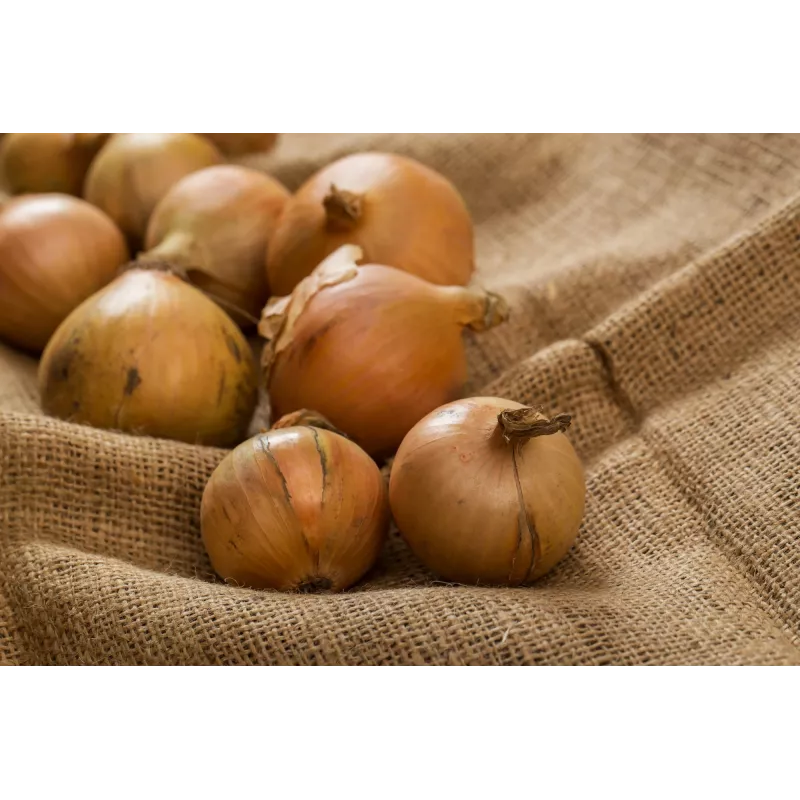 Σπόροι λαχανικών Wolska Onion Toraf, Συσκευασία 5g