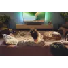 Ηχείο Soundbar Philips TAB5309/10 120 W
