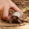 Φιγούρα, Schleich, WILD LIFE Γιγαντιαία χελώνα