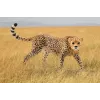 Φιγούρα Schleich WILD LIFE γατόπαρδος θηλυκό 14746