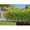 Σύστημα στάγδην άρδευσης Gardena 13500-20