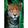 Clementoni High Quality Collection Jaguar im Dschungel Παζλ 500 τεμ. Ζώα