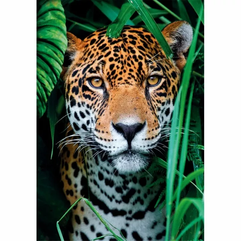 Clementoni High Quality Collection Jaguar im Dschungel Παζλ 500 τεμ. Ζώα
