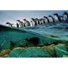 Clementoni Pinguine Παζλ 1000 τεμ. Ζώα