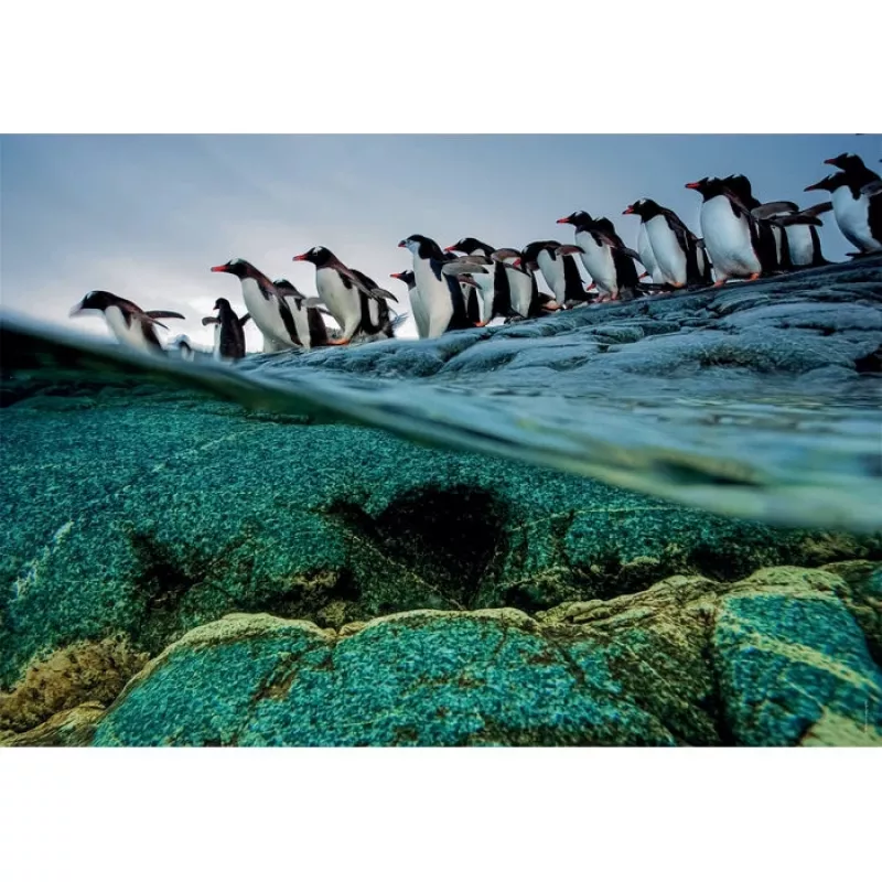 Clementoni Pinguine Παζλ 1000 τεμ. Ζώα
