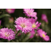 Canon RF-S 55-210mm F5-7.1 IS STM Τηλεφακός zoom