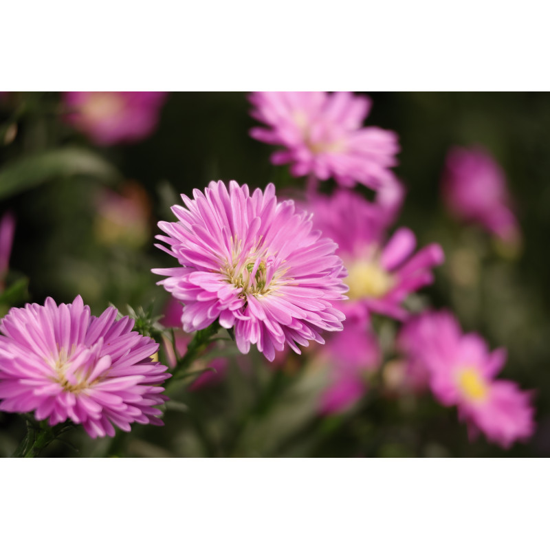 Canon RF-S 55-210mm F5-7.1 IS STM Τηλεφακός zoom