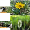 Ulanzi 75mm Super Macro Τηλεφακός για smartphone, 1678