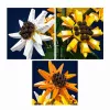 Mould King Sunflower Potted 24111 Σετ Δομικών Τούβλων (854 τεμ.)