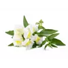 Click & Grow Smart Garden ανταλλακτικά, 3 κάψουλες φυτών (SGR78X3)