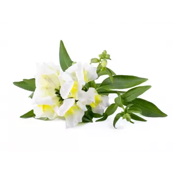 Click & Grow Smart Garden ανταλλακτικά, 3 κάψουλες φυτών (SGR78X3)