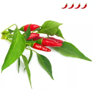 Click & Grow Piri-Piri-Chili Κάψουλες φυτών για Smart Garden, συσκευασία 3 τεμ. (SGR67X3)