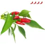 Click & Grow Piri-Piri-Chili Κάψουλες φυτών για Smart Garden, συσκευασία 3 τεμ. (SGR67X3)
