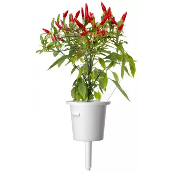 Click & Grow Piri-Piri-Chili Κάψουλες φυτών για Smart Garden, συσκευασία 3 τεμ. (SGR67X3)