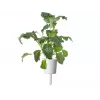 Click & Grow Smart Garden ανταλλακτικά, 3 κάψουλες φυτών (SGR86X3)