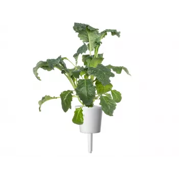 Click & Grow Smart Garden ανταλλακτικά, 3 κάψουλες φυτών (SGR86X3)