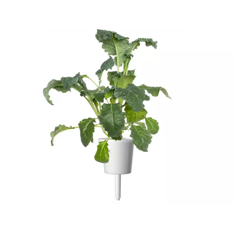 Click & Grow Smart Garden ανταλλακτικά, 3 κάψουλες φυτών (SGR86X3)