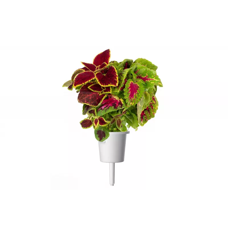 Click & Grow Smart Garden ανταλλακτικά, 3 κάψουλες φυτών (SGR2X3)