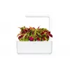 Click & Grow Smart Garden ανταλλακτικά, 3 κάψουλες φυτών (SGR2X3)