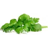 Click & Grow Κάψουλες φύτευσης σέλινου για Smart Garden, συσκευασία 3 τεμ. (SGR97X3)