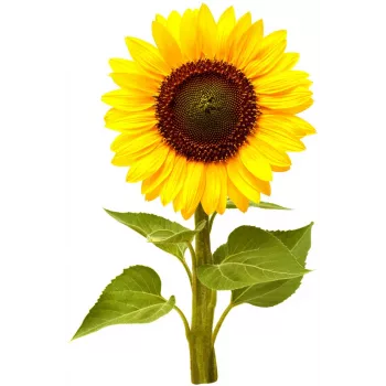 Click & Grow Κάψουλες φύτευσης μίνι ηλίανθου για Smart Garden, συσκευασία 3 τεμ. (SGR65X3)