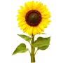 Click & Grow Κάψουλες φύτευσης μίνι ηλίανθου για Smart Garden, συσκευασία 3 τεμ. (SGR65X3)