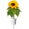 Click & Grow Κάψουλες φύτευσης μίνι ηλίανθου για Smart Garden, συσκευασία 3 τεμ. (SGR65X3)