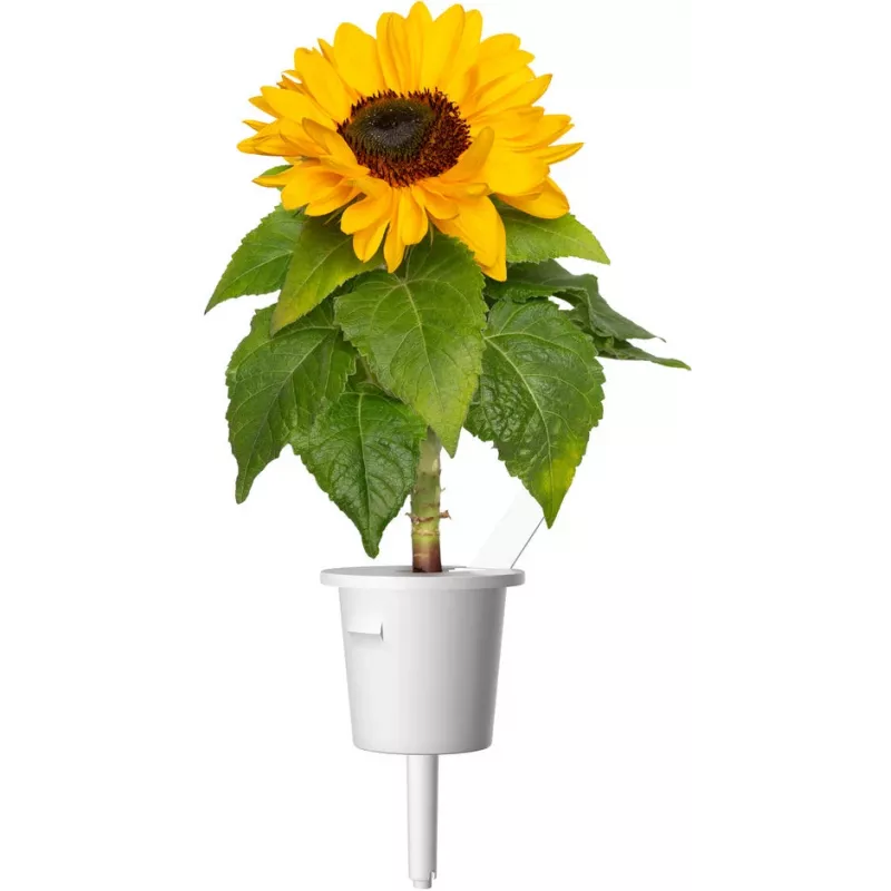 Click & Grow Κάψουλες φύτευσης μίνι ηλίανθου για Smart Garden, συσκευασία 3 τεμ. (SGR65X3)
