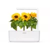 Click & Grow Κάψουλες φύτευσης μίνι ηλίανθου για Smart Garden, συσκευασία 3 τεμ. (SGR65X3)
