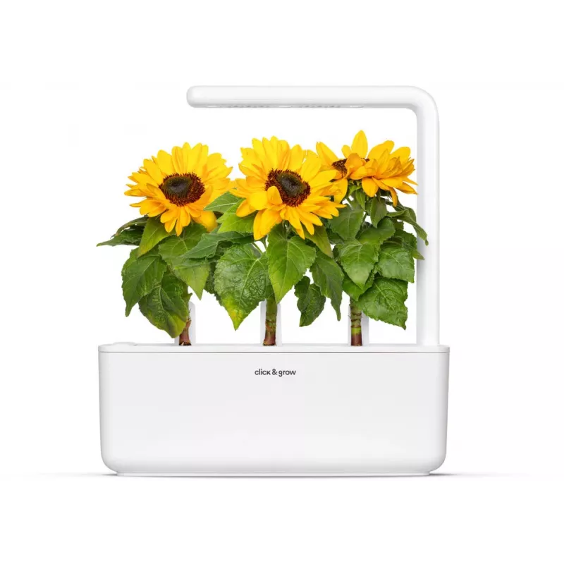 Click & Grow Κάψουλες φύτευσης μίνι ηλίανθου για Smart Garden, συσκευασία 3 τεμ. (SGR65X3)