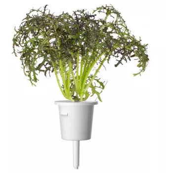 Click & Grow Smart Garden ανταλλακτικό κόκκινο σινάπι με κατσαρά φύλλα, 3 κάψουλες φυτών (SGR77X3)