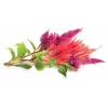 Click & Grow Hahnenkamm κάψουλες φύτευσης για Smart Garden, συσκευασία 3 τεμ. (SGR4X3)