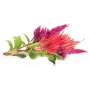 Click & Grow Hahnenkamm κάψουλες φύτευσης για Smart Garden, συσκευασία 3 τεμ. (SGR4X3)
