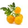 Click and Grow Smart Garden Refill συσκευασία 3 τεμ. κάψουλες φυτών μίνι ντομάτας