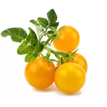 Click and Grow Smart Garden Refill συσκευασία 3 τεμ. κάψουλες φυτών μίνι ντομάτας