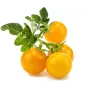 Click and Grow Smart Garden Refill συσκευασία 3 τεμ. κάψουλες φυτών μίνι ντομάτας