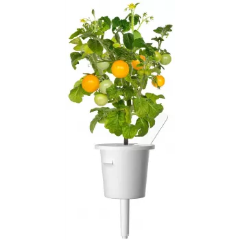 Click and Grow Smart Garden Refill συσκευασία 3 τεμ. κάψουλες φυτών μίνι ντομάτας