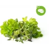 Click & Grow Μείγμα Βοτάνων Steak Κάψουλες Φύτευσης για Smart Garden, Συσκευασία 9 τεμ. (PPMSSX9)